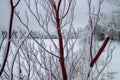 Frost covered branches at the edge of Osyoos Lake in British Columbia on a winter day Royalty Free Stock Photo